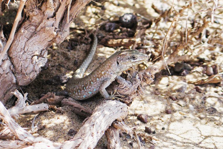 Lanzarote Nature | LanzaroteGuide.com