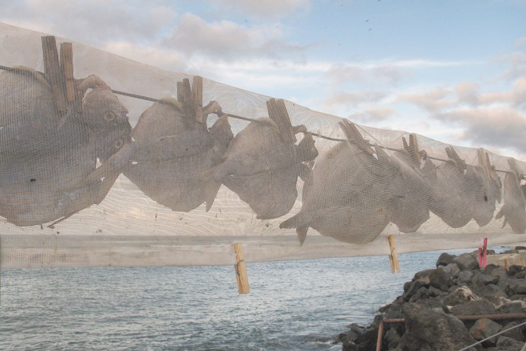 Fish Drying in the open air at Orzola, Lanzarote